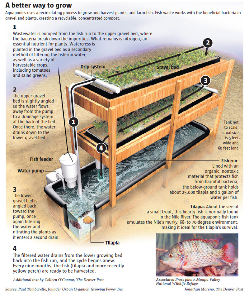 Aquaponics could be a solution to many world problems like world 