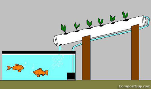 Aquaponics diy systems | sustainableliving42